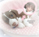 ㅤㅤ(๑ᵔ⤙ᵔ๑)