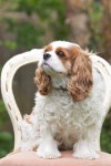 Pin by 김영태 on DOG- THE BARKING DOG | King charles dog, Cavalier king charles dog, Charles spaniel