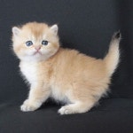 🌷Available 🌷 Golden British male kitten Musait Altin kurklu erkek bebek. Iletisim 0554 115 20 22 05074664209 #猫... 