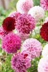 Fleurs의 최고 인기 이미지 75개 | 조경, 꽃장식 및 화분 키우기 Fleurs