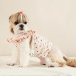 베네크롭탑 레드 - 2020 | 애견, 강아지, 강아지 옷