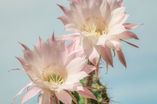 Pixabay의 무료 이미지 - 밤의 여왕, 선인장, 꽃, 분홍, 밝은, 공장, 선인장 식물 | Cactus pictures, Cactus blossoms, Cactus plants