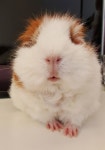 Pets의 최고 인기 이미지 14개 | 토끼, 돼지 및 애완동물 Pets