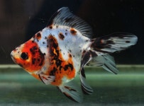 Pin by OPD on 하백노리 | Pets, Animals, Underwater