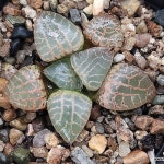 (긴급자금마련초특가할인)수정101(소묘) 103-126(variegated) - 하월시아(Haworthia)