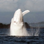 Whales에 관한 34개의 최상의 Pinterest 이미지 | 돌고래, 생선 및 고래 Whales