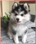 Pomsky-Pomeranian Husky Mix에 관한 12 가지 놀라운 사실 #Dogs And Puppies #husky #pomeranian #pomsky - 2020 | 폼스키, 개와... 