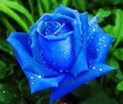 SAO에 있는 1430이브 니들님의 핀 - 2020 | 아름다운 장미, 푸른 장미, 무지개 장미