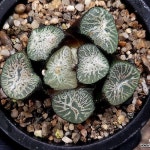 비취룡만상(중대묘) 53-125(Haworthia maughanii) - 하월시아(Haworthia)