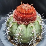 터키모자 구름선인장 실생20년생 국내산 세원선인장 - 선인장(Cactus) Pin on 선인장 Cactus