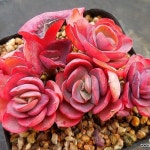 수연2804(E. Suyon) - 다육식물(Succulents) - 2023 | 다육 식물, 농장