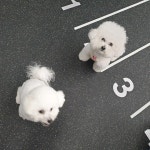 귀여운 비숑프리제들Cute Bichon Frises에 있는 핀