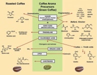 커피 : 로스팅 향의 변화, Roastingㆍ볶음 | Coffee kombucha, Coffee varieties, Coffee aroma