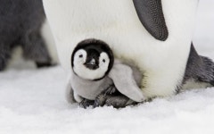 pinguins op het ijs | 아기 동물, 귀여운 동물 사진, 귀여운 아기 동물