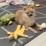 최애 인형들이랑 가족사진이애오 .  zero  제로  제로재니... 댕댕이  멍멍이  강아지  dog  dogstagram  pet  petstagr… | Instagram... 