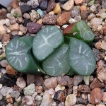 비취룡만상(소묘) 103-2(Haworthia maughanii) - 하월시아(Haworthia)