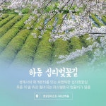 #벚꽃 #꽃 #여행 #사진 #하동 #십리벚꽃길 | 여행, 사진, 리조트