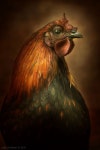 Kippen에 관한 18개의 최상의 Pinterest 이미지 | 농장, 닭장 및 새 Kippen