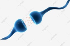뉴런, 뉴런, 세포, 재료 PNG 일러스트 및 이미지 에 대한 무료 다운로드 - Pngtree Neurones PNG , Neuron, Cellule, Matériel Image... 