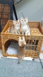_ #shapeofmeow #야옹의형태 #britishshorthair #브숏골드 in 2021 | Picnic basket, Animals, Picnic