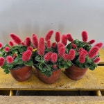 여우꼬리(빨간꼬리가 화려해요)(Acalypha reptans) - 공기정화식물(air purifying plants)
