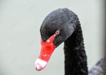 동물원 사진 그래프 골드 백조 배경 및 무료 다운로드를위한 그림 - Pngtree