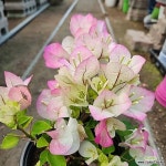 핑크엔젤부겐베리아 투톤 인기꽃식물 - 공기정화식물(air purifying plants)