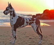 Pin page Apollo of Dogs-Great Dane|Deustche Dogge◇에 있는 Sturmtyrann K9님의 핀