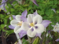 Pin page 듀엣 -4  관교동 순복음 교회에서