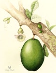 Flowers Gallery — Botanical Artist & Illustrator, Learn to draw Art Books, Art Supplies, Workshops | 색연필
