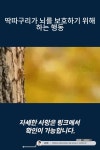 딱따구리가 뇌를 보호하기 위해 하는 행동