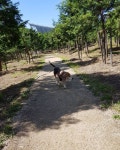 hi 👋 - 편백나무 숲 - 시원하고  상쾌한 산책로 - . 🌿🌲🌳🌴 . -  사지말고입양하세요 🙏 -  편백나무숲  장기동... 