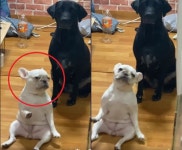hey~주인! 드랍 더 비트..남다른 흥으로 리듬 타는 댕댕이 - 2020 | 강아지, 고양이, 비트