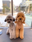 Pin page Pin by kpop._xo on (G)I-DLE | (여자)아이들 | Pets, Animals friends, Animals