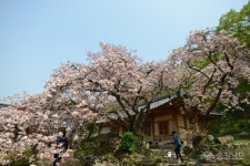 서산 개심사 왕벚꽃이 활짝 피었어요 사진 | 풍경 사진, 사진