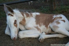 Mule의 최고 인기 이미지 18개 | 말, 농장 동물 및 브라질 Mule