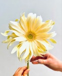 Pin page Pin van 김지애 op 페이퍼플라워