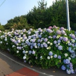 #종달리수국길 #수국길 #수국 #제주도 #제주 #여행 #제주도여행 #제주스타그램 #여행스타그램… | Plants, Grapes, Garden