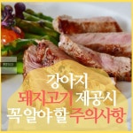 강아지 돼지고기 먹어도 괜찮을까? 주의사항 2가지 | 2025 펫리코