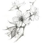 벛꽃 #꽃그림 #연필그림 #드로잉 #봄꽃 #그림주문 #손그림