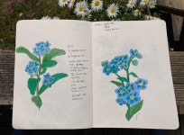 Forget me not flower 물망초