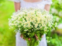 진숙 노 adlı kullanıcının 꽃든여인 panosundaki Pin | Papatyalar, Instagram