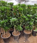 울집에 있는 foodtop 야채과일님의 핀 - 2021