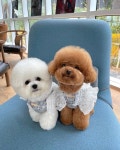 CUTENESS OVERLOAD에 있는 diana angelica criss님의 핀 - 2021 | 개 유머, 미용, 호텔