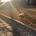 #나나인동해#비숑#비숑프리제#bichon #bichonfrise#bichonlove#dog#puppy#pet#dogstagram… in 2020 (With images) | German shepherd dogs... 