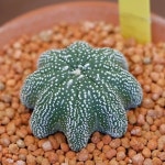 Pin de khchojh . en 식물 en 2020 | Cactus y suculentas, Suculentas, Plantas suculentas