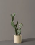 Faux Cactus Plant Potted | Best Artificial Succulents and Houseplants | The Sill Faux Cactus Plant Potted | Best Artificial... 