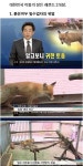 뉴스픽 Pin på 신기