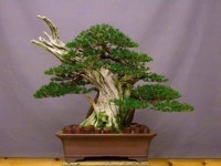 월출산분재그림경매장 | Styles Bonsai (japonais)에 있는 Les Compagnons Du Bonsai님의 핀 | 분재, 아티스트, 그림