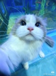 Pin page I Love Ragdoll ❤️🐱에 있는 GD Only님의 핀 - 2024 | 귀여운 동물 사진, 동물 사진, 귀여운 동물